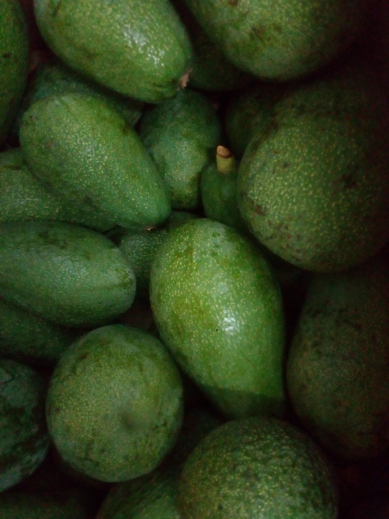 aguacate eco soll kg