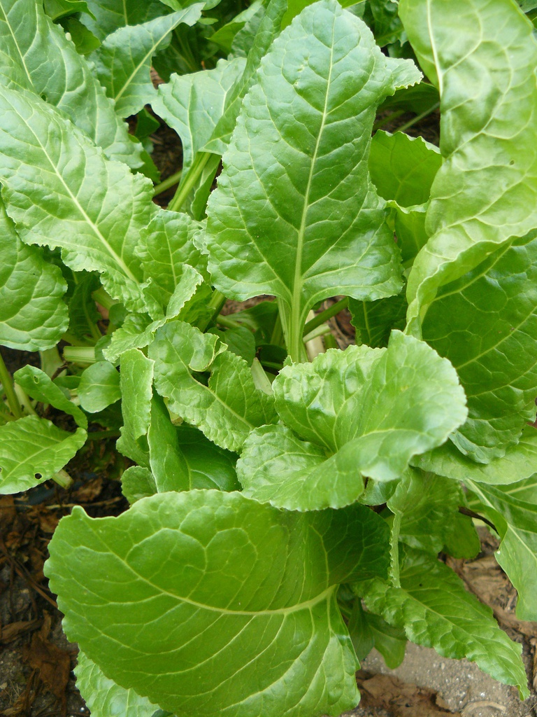 espinafre ensalada eco cif kg