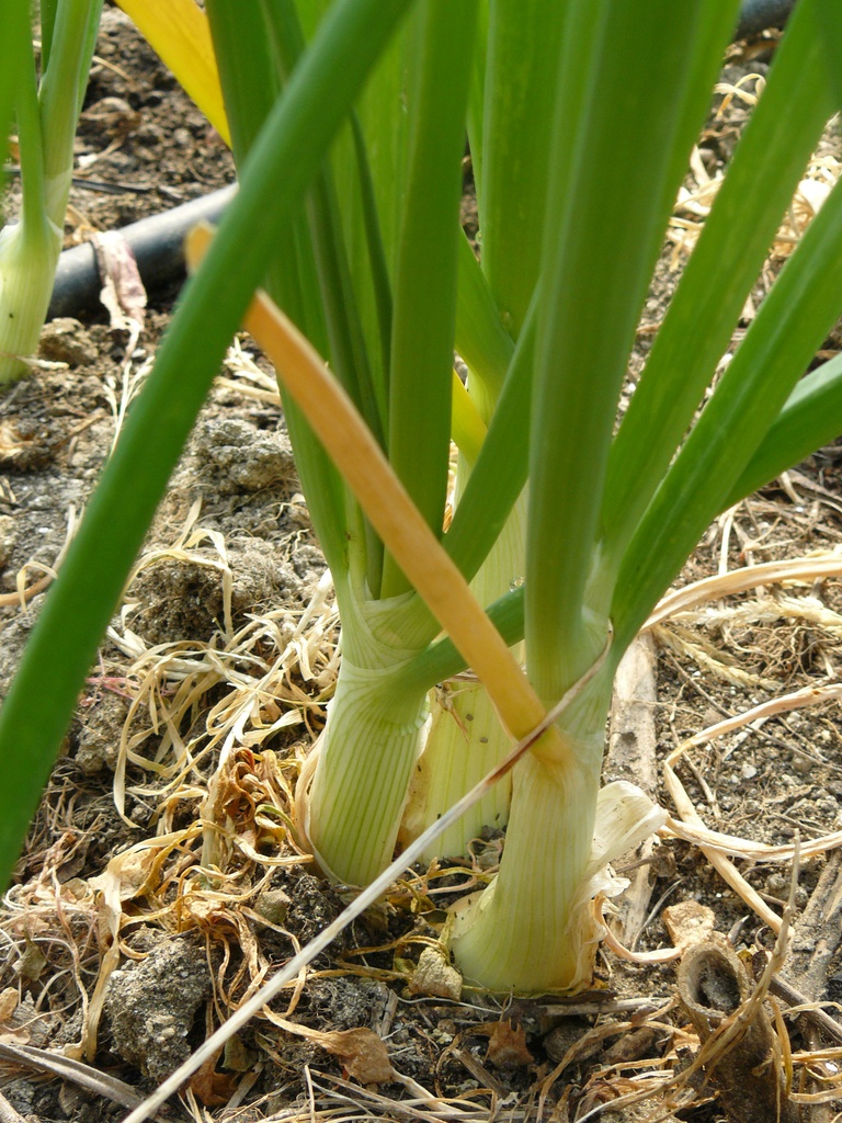 cebola nova eco cif kg