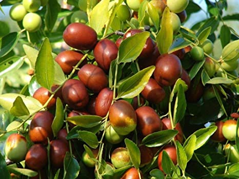 AZUFAIFA