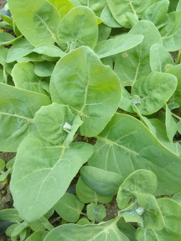 armola eco cif kg