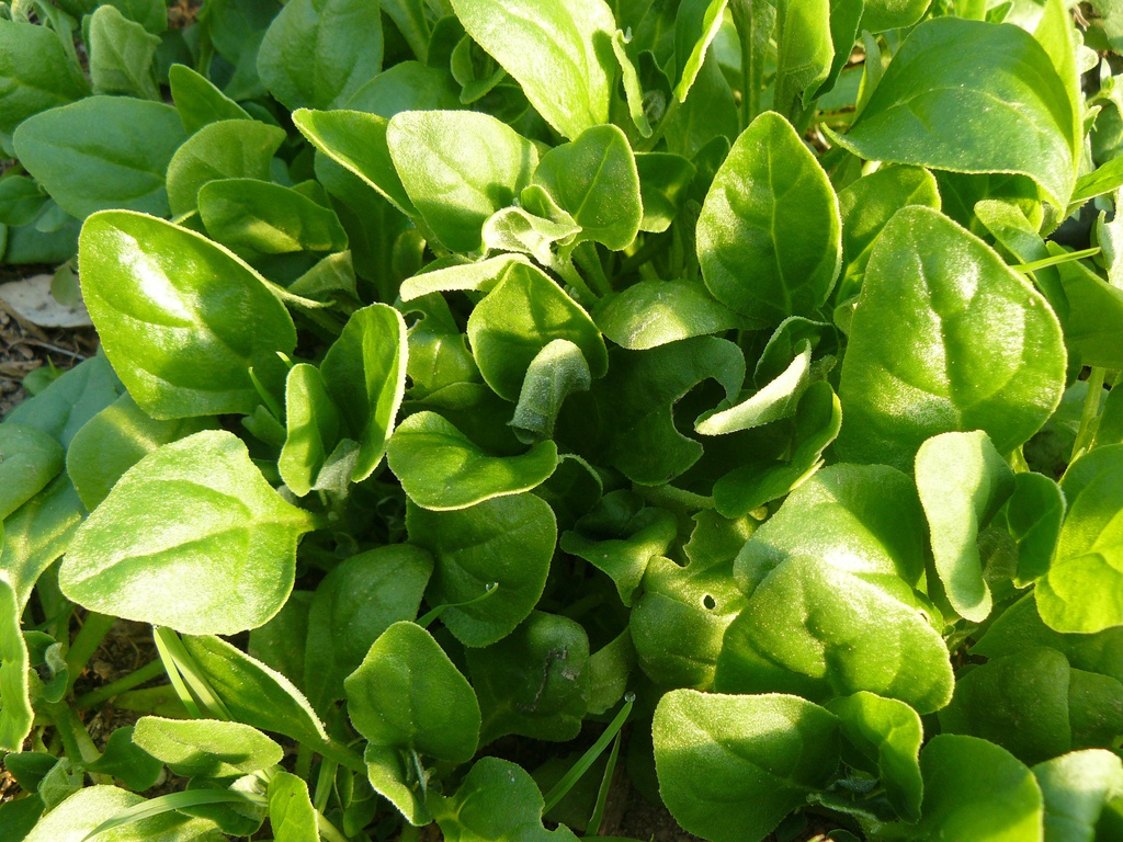 tetragonia eco  kg