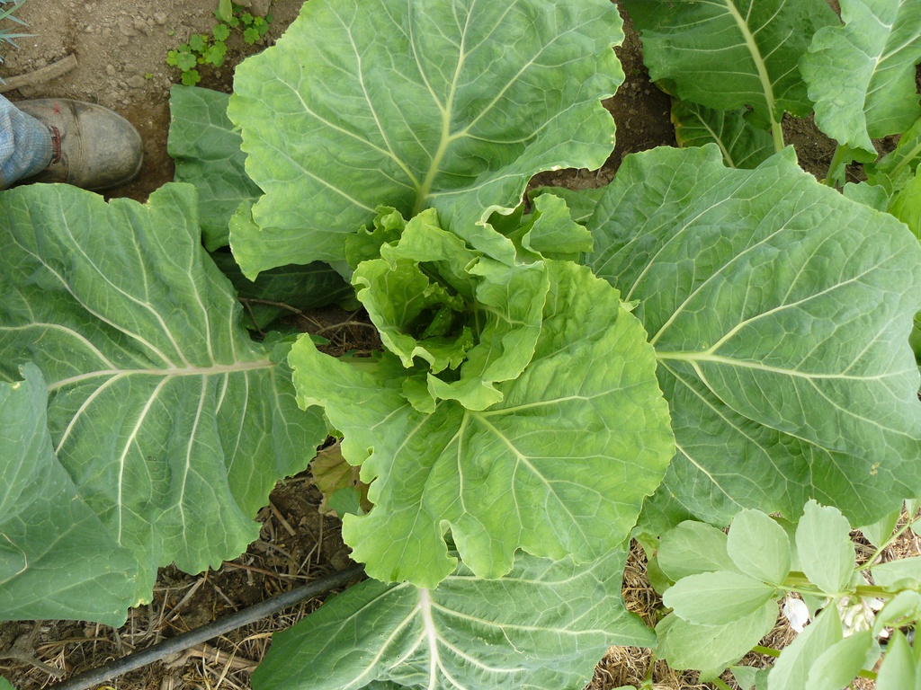 verza eco cif kg