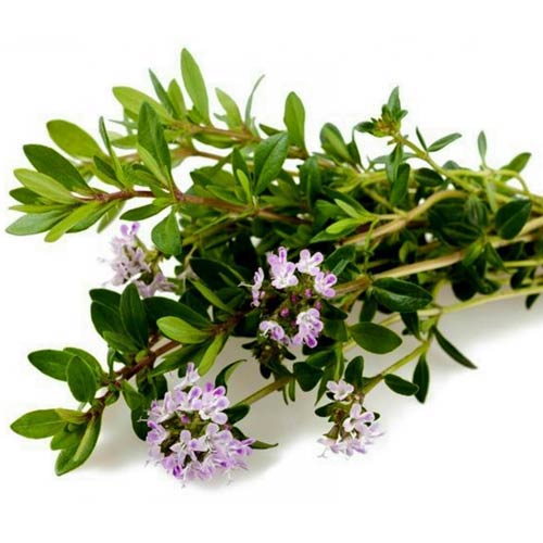axedrea eco cif kg