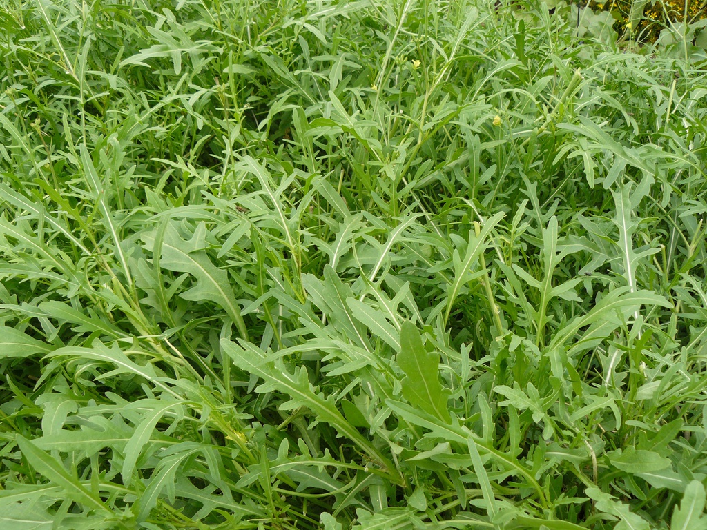 rucula eco Kg