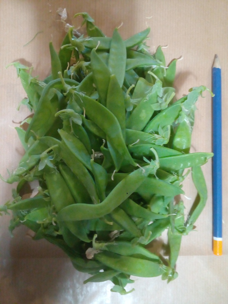 guisante gran eco kg