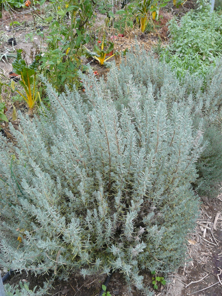 lavanda eco cif kg