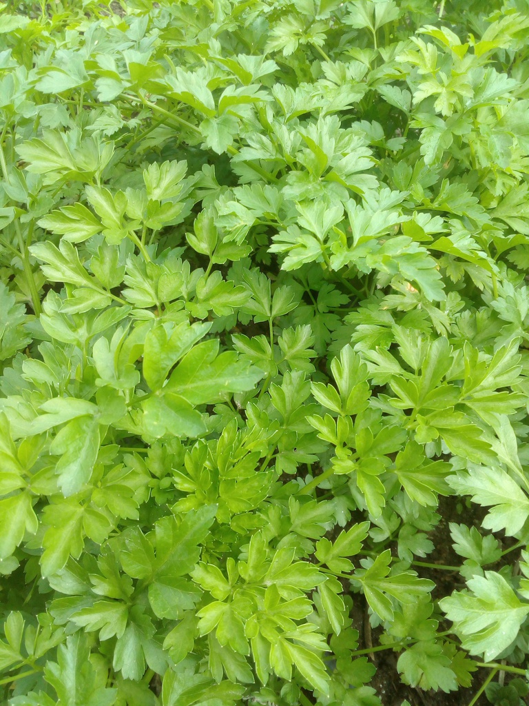 pirixel eco cif kg