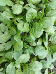 [02004056100] espinafre eco tah kg