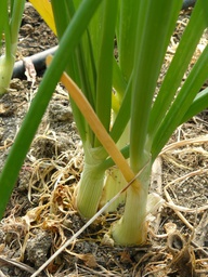 [02005035] cebolleta chi eco cif kg