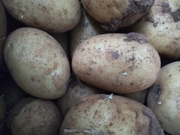 [0300325] pataca nova eco vyv kg