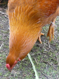 [12005110] ovos 6ud paq.