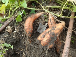 [03005022] BATATA laranxa
