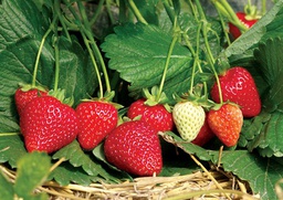 [19001014] amorodo eco cif kg