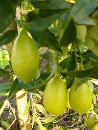 [19004087] limequat eco cif kg