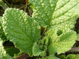 [02001023] borraxa eco cif kg