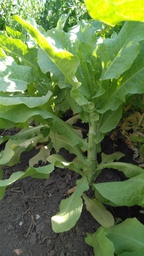 [02001039] CELTUCE / LEITUGA CHINESA