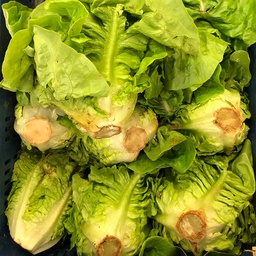 [02001250100] COGOLLO DE TUDELA