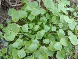 [02004184] claytone eco cif kg