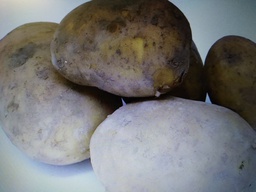 [0300114] PATACA blanca