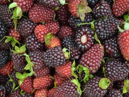 [19002013] amora eco cif kg