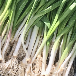 [20001011] allo novo eco cif kg