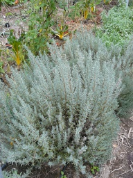 [0600289] LAVANDA