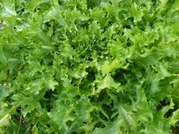 [02004041] escarola lisa eco vyv  kg