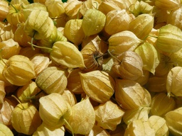 [19002124] PHYSALIS / ALQUENJENJE